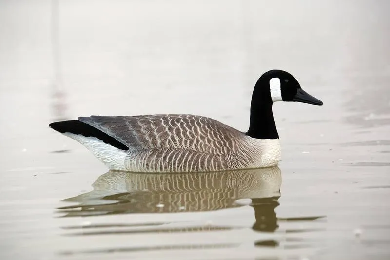 Game On Canada Goose Flocked Floating Decoys: 4-Pack