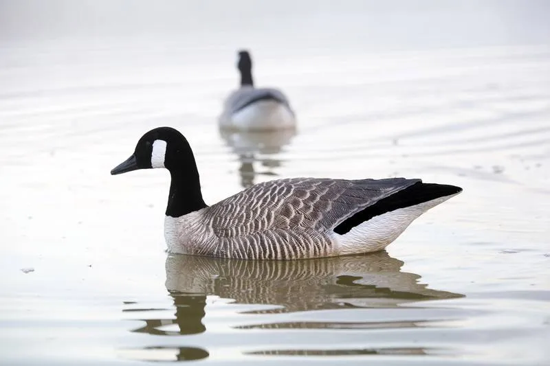 Game On Canada Goose Flocked Floating Decoys: 4-Pack